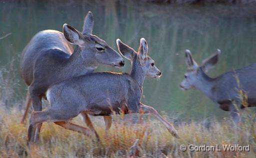 Mama Motivating Junior_73311.jpg - Mule Deer (Odocoileus hemionus) family photographed in the Bosque del Apache National Wildlife Refuge near San Antonio, New Mexico, USA. 